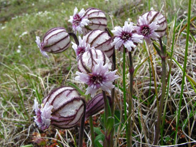 silene_uralensis_brisinge_16july 008.jpg - et feront l'objet d'articles ou de compte-rendus détaillés.